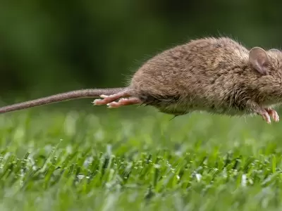 El hantavirus es una enfermedad viral aguda grave que se transmite principalmente por roedores silvestres, en especial el rat�n colilargo.
