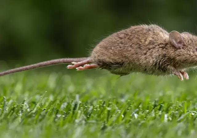 El hantavirus es una enfermedad viral aguda grave que se transmite principalmente por roedores silvestres, en especial el rat�n colilargo.