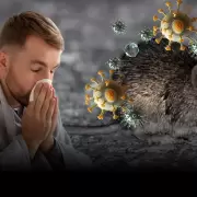 Hantavirus: medidas de prevenci�n ante brotes en cruceros