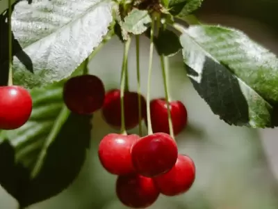 cultivo de cerezas