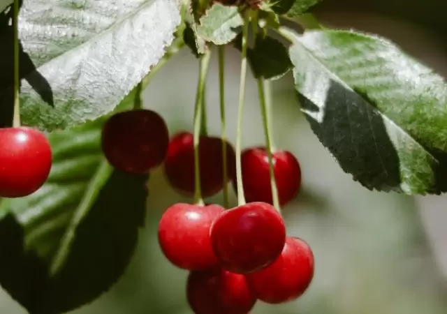 cultivo de cerezas