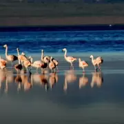 Laguna de Llancanelo: importancia mundial de este humedal mendocino