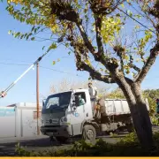 Arbolado en Mendoza: Plan para retirar 30.000 ejemplares riesgosos