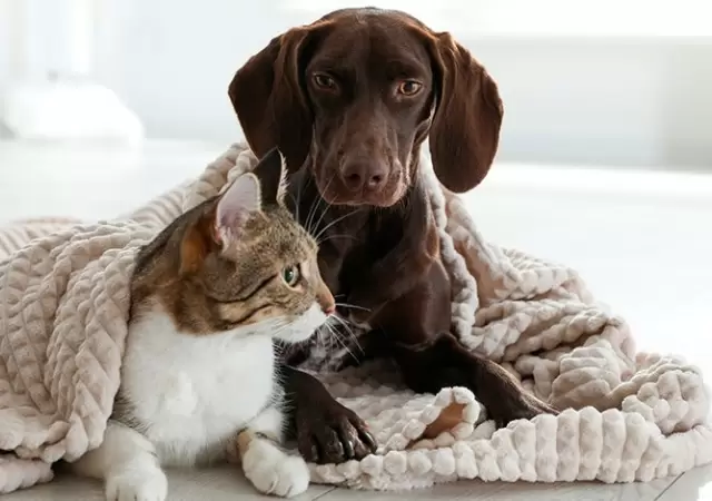 mascotas en invierno