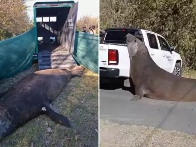 Un elefante marino desorient� a los vecinos de Ensenada.