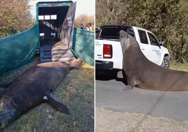 Un elefante marino desorient� a los vecinos de Ensenada.