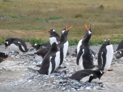 El letal efecto del calentamiento global en los ping�inos de Tierra del Fuego.