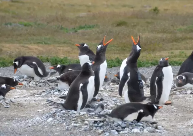 El letal efecto del calentamiento global en los ping�inos de Tierra del Fuego.