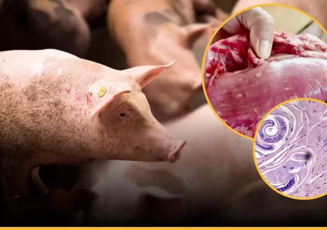 La cocci�n completa al fuego es el �nico m�todo comprobado para neutralizar el par�sito de la triquinosis.