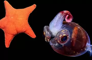 M�s all� de la "estrella culona": cient�ficos del CONICET explorar�n ca�ones submarinos a profundidades r�cord.