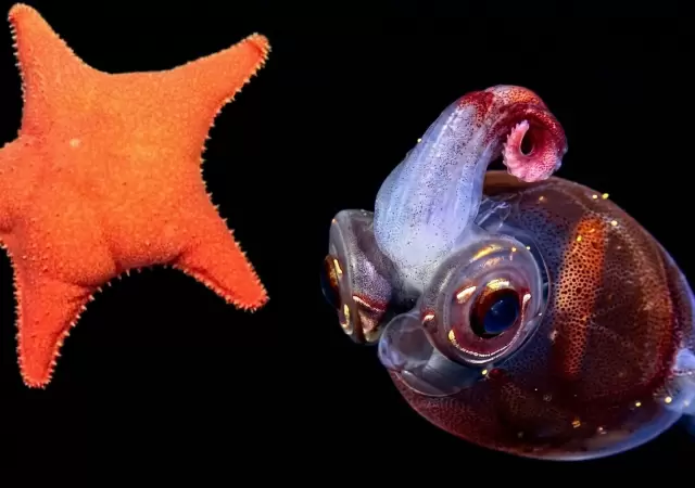 M�s all� de la "estrella culona": cient�ficos del CONICET explorar�n ca�ones submarinos a profundidades r�cord.