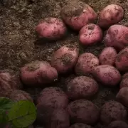 Mendoza: el boom de la papa industrial en el Valle de Uco