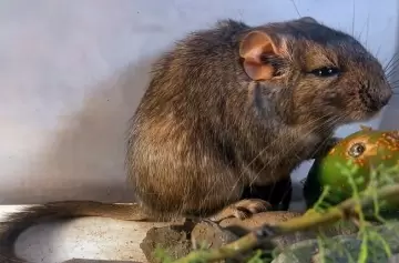 La rata vizcacha de Guasapampa, un mam�fero desconocido.