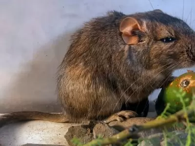 La rata vizcacha de Guasapampa, un mam�fero desconocido.