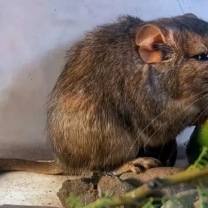 La rata vizcacha de Guasapampa, un mam�fero desconocido.