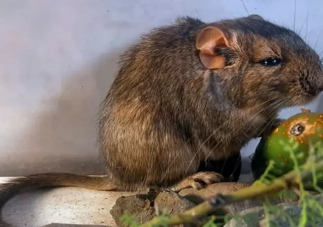 La rata vizcacha de Guasapampa, un mam�fero desconocido.