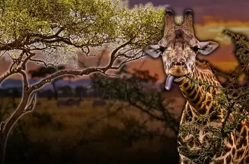 El "�rbol inteligente" que se defiende solo: el fascinante mecanismo de la acacia para espantar a las jirafas.