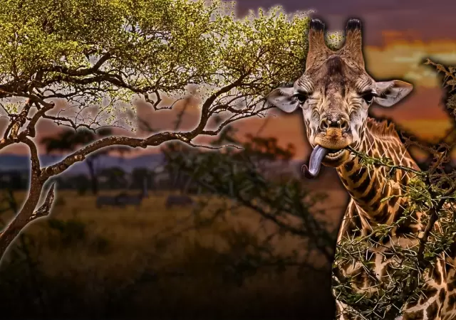 El "�rbol inteligente" que se defiende solo: el fascinante mecanismo de la acacia para espantar a las jirafas.