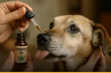 El tratamiento estar� destinado a aliviar patolog�as severas como dolores oncol�gicos, estr�s agudo y deterioro cognitivo en perros, gatos y caballos.