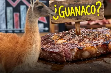 La faena de guanacos genera grieta en el sur.