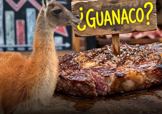La faena de guanacos genera grieta en el sur.