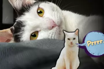 El "efecto meditaci�n" de los gatos: la explicaci�n cient�fica de c�mo el ronroneo ayuda a calmar tu ansiedad y estr�s.