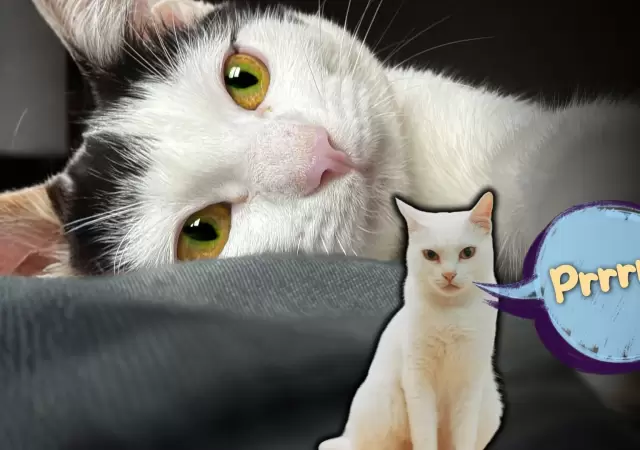 El "efecto meditaci�n" de los gatos: la explicaci�n cient�fica de c�mo el ronroneo ayuda a calmar tu ansiedad y estr�s.