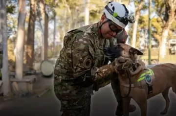 Derek y Jack, los canes militares que lideran la b�squeda de sobrevivientes bajo los escombros en la zona cero.