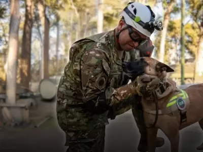 Derek y Jack, los canes militares que lideran la b�squeda de sobrevivientes bajo los escombros en la zona cero.