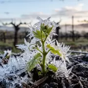 Efecto de las heladas tardías en el agro mendocino