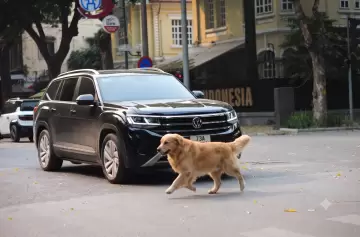 El riesgo de las pickups: Por qu� la moda de los SUV volvi� m�s peligrosas a las ciudades.