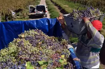 Crisis vitivin�cola: p�rdidas y quiebras en productores de Mendoza