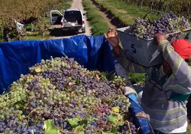 Crisis vitivin�cola: p�rdidas y quiebras en productores de Mendoza