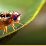 Mosca del Mediterr�neo: por qu� tus c�tricos son un peligro