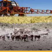Ganadería en el desierto: Mendoza recupera caminos clave