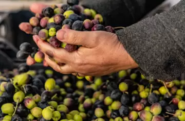 Maip� produce su propio aceite de oliva premium
