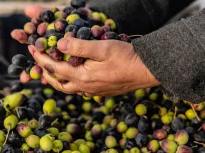 Maip� produce su propio aceite de oliva premium
