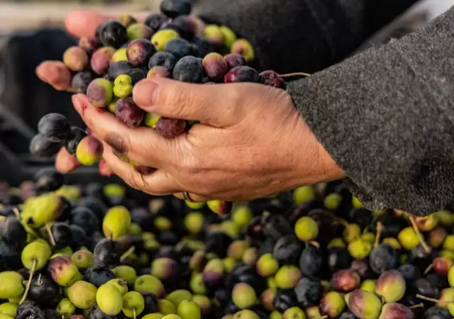 Maip� produce su propio aceite de oliva premium