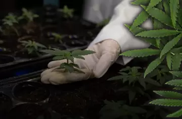 Cannabis en Mendoza: El modelo privado que atrae inversiones